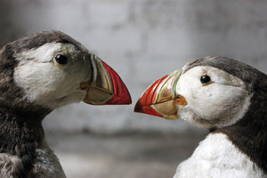 A Delightful Pair of Mid 20thC Taxidermy Atlantic Puffins