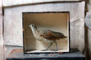 An Early Museum Cased Taxidermy Corncrake c.1860, in the Manner of Robert Duncan