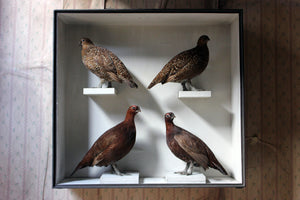 A Large Museum Cased Taxidermy Group of Four Scottish Red Grouse by R.Duncan of Newcastle Upon Tyne, Dated to 1882