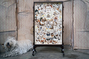 A Fine Victorian Taxidermy Butterfly-Mounted Cheval Fire Screen c.1880; Ex Pitt Rivers Museum