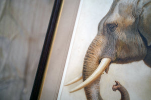 Helena J Maguire (British, 1860-1909); 'Elephant', Watercolour c.1900-07