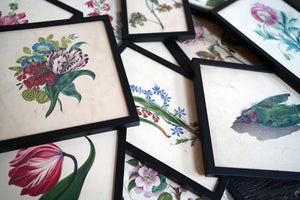 A Group of Twelve Framed Late 19thC Botanical Watercolours c.1900