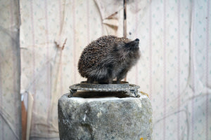 Doe & Hope X Hannah Matthews; Act VI; The Small Observer; Unique