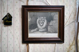 Bristol Zoological Gardens: After John West Giles (1830-1865) - 'Jupiter’ by John Burbidge, June 24th, 1853