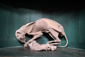 Two Scarce Folk Magic Specimens of a Mummified Cat & Mouse c.1750; 4 Henrietta Street, Dublin 1, Ireland