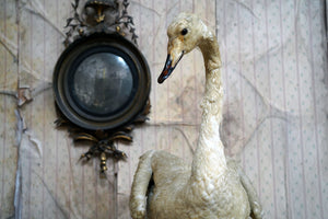 A Large Mature 19thC French Taxidermy Whooper Swan c.1891
