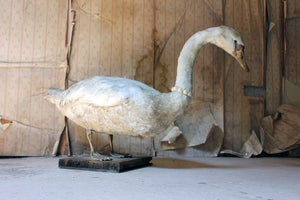 A Large Mature 19thC Taxidermy Mute Swan c.1900