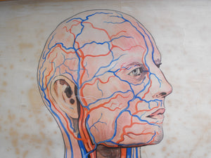 A Large Vintage Linen Backed 1960s Educational Lithograph Anatomical Poster 'Circulation of the Blood & Lymph';
