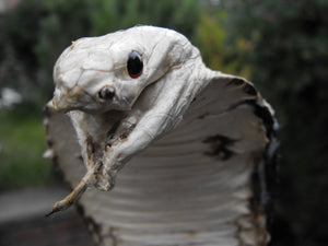 An Early 20thC Taxidermy Study of A Mounted Cobra Repelling a Mongoose