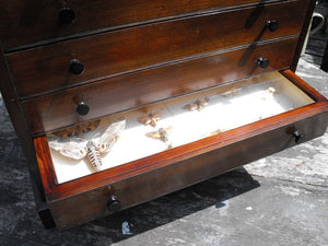 A Superb Quality Early 20thC Stained Pine Lepidopterist's Cabinet