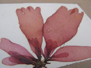 A Large & Highly Varied Algology Album of Assorted Dried Victorian Seaweeds & Algae Specimens, Compiled Between 1849-1862