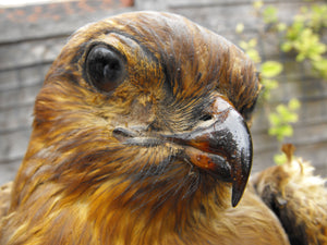 A Graceful Early 20thC Taxidermy Buzzard Perched On A Log
