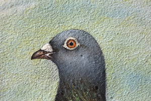 A Superb Early 20thC Oil on Board of A Racing Pigeon; R.N. Robert c.1914