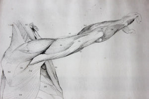 Framed Plate No.13; Anatomical Studies of Bones & Muscles, for the use of Artists; Flaxman/Landseer c.1833