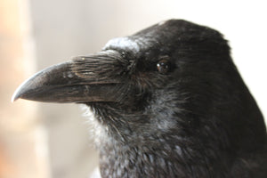 A Fine Quality Contemporary Taxidermy Crow on Ebonised Plinth