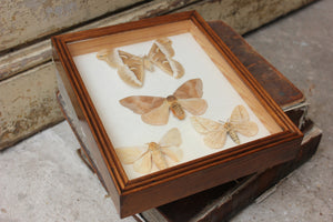 A Fine Mid 20thC Lepidopterist's Shadow Boxed Display of Silk Moths