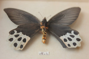 A Mid 20thC Lepidopterist’s Shadow Boxed Display of a Pair of Papilio Horishanus Swallowtail Butterflies