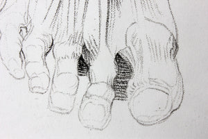 Framed Plate No.16; Anatomical Studies of Bones & Muscles, for the use of Artists; Flaxman/Landseer c.1833