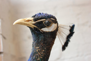 A Striking Mid 20thC Mounted Mature Taxidermy Peacock