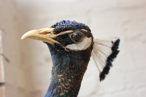 A Striking Mid 20thC Mounted Mature Taxidermy Peacock