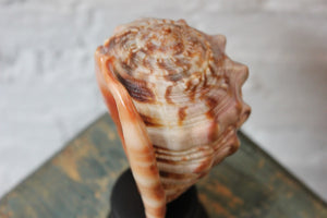 An Early 20thC Mounted Natural History Specimen of a Conch Shell