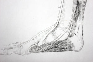 Framed Plate No.14; Anatomical Studies of Bones & Muscles, for the use of Artists; Flaxman/Landseer c.1833
