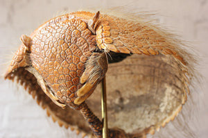 A Superb Early 20thC Natural History Taxidermy Specimen of an Armadillo Shell Basket on Stand