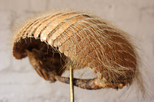 A Fine Early 20thC Natural History Taxidermy Specimen of an Armadillo Shell on Stand