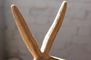 A Decorative Early 20thC Mounted Natural History Specimen of a Starfish