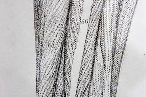 Framed Plate No.15; Anatomical Studies of Bones & Muscles, for the use of Artists; Flaxman/Landseer c.1833