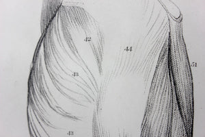 Framed Plate No.17; Anatomical Studies of Bones & Muscles, for the use of Artists; Flaxman/Landseer c.1833
