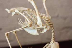 A Fascinating Natural History Articulated Anatomical Skeleton of a Sparrowhawk Preying on a Sparrow