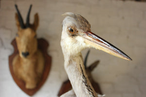 A Handsome c.1940 Taxidermy Grey Heron
