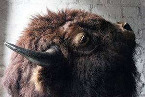 A Good Quality Mid 20thC Taxidermy Bison Head Mount