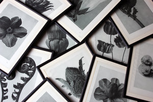 A Group of Twelve Framed Botanical Photogravures by Karl Blossfeldt, Berlin, 1929