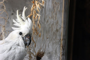 A Good Quality Victorian Dome Cased Taxidermy White Cockatoo c.1880