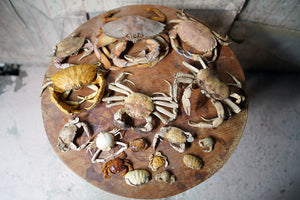 A Mixed Collection of 20thC Preserved Crab Specimens