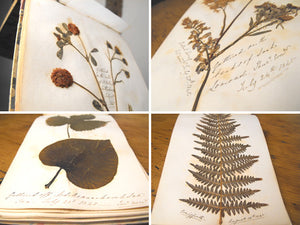 A Victorian Album of Wild Flower & Botanical Specimens, compiled by Anne Georgina Douglas between 1845-1855
