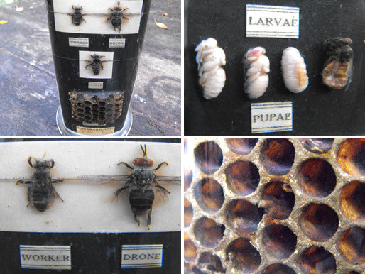 A Fascinating Preserved Natural History Specimen for the Honey Bee; Li ...