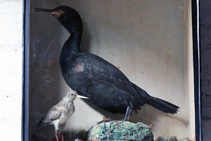 A Late 19thC Taxidermy Study of a Cormorant & Redshank