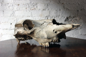 A Large Mid 20thC Upper Section of a Cow's Skull
