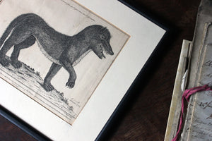 An 18thC Engraved Representation of the Wild Beast of Gévaudan by John Bayly c.1765
