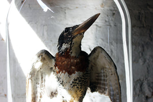 A Striking Late Victorian Dome Cased Taxidermy Giant African Kingfisher c.1890