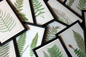 A Group of Twelve Framed Mid-19thC Woodblock Prints of Ferns c.1869