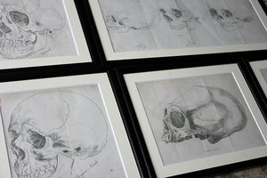 A Decorative Group of Seven Framed Early Victorian Engravings of Skulls from The Natural History of Man, by James Cowles Prichard c.1848