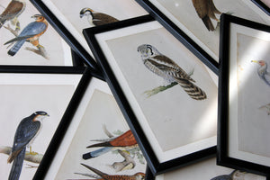 A Group of Eight Mid-19thC Hand-Coloured Engravings of British Birds c.1857
