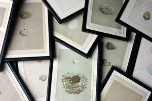 A Decorative Group of Thirteen Framed & Hand-Coloured Lithographs & Woodblock Prints of British Birds’ Eggs c.1842-56