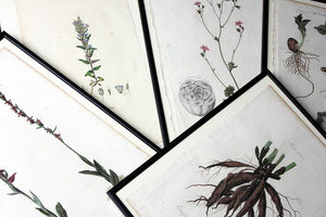 A Decorative Group of Five George III Period Framed & Hand-Coloured Stipple Botanical Engravings from The Temple of Flora; or Garden of Nature c.1799-1809