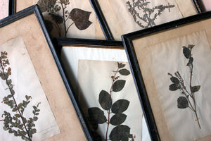 A Group of Five Framed French Collected Wild Flower Botanical Specimens c.1870-80
