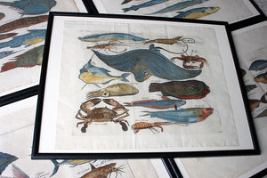 A Beautiful Group of Five Hand-Coloured Copper Plates of Fish From “A Collection of Voyages and Travels” c.1730